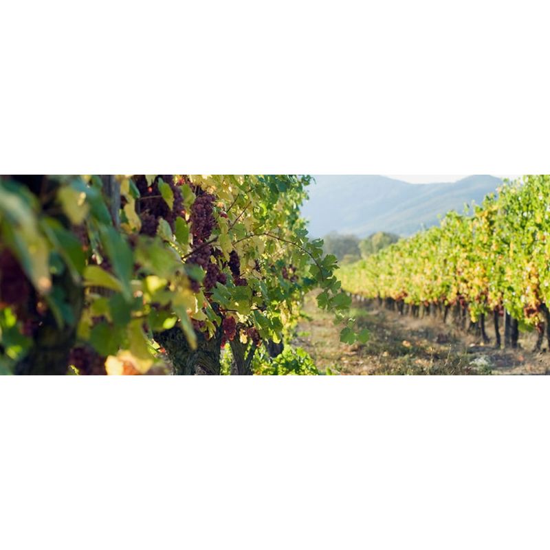 Domaine Karcher et Fils à Colmar